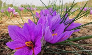 藏红花怎么种植 藏红花怎么种植视频