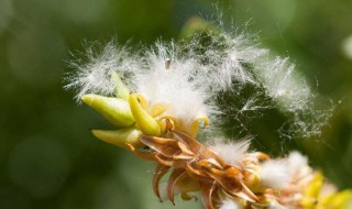 柳树怎么传播种子的 柳树怎么传播种子的方法