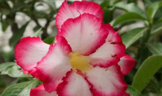 沙漠玫瑰怎么种 沙漠玫瑰的养殖方法