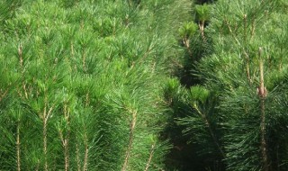 松树怎么传播种子（松树怎么传播种子的,写四句话）