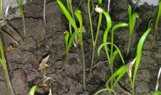 菠菜种子怎么催芽 菠菜种子怎么催芽种植