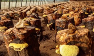 桑黄怎么种植 桑黄种植