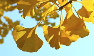 树叶书签怎么做漂亮又简单 树叶书签怎么做漂亮又简单又优秀