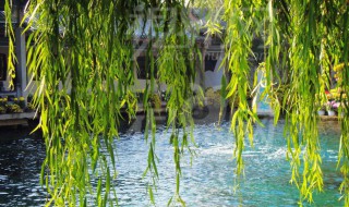 柳树是怎么传播种子的 柳树是怎么传播种子的用纷纷出发和乘着风