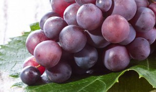 葡萄树怎么种植 葡萄树怎么种植成活率高