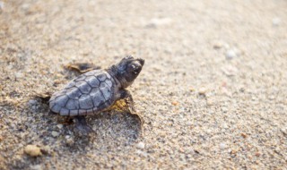 请问乌龟叫代表什么意思 乌龟叫是什么意思?