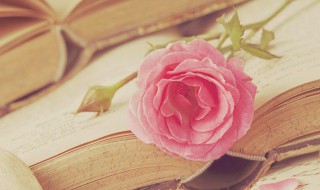 树高百尺落叶归根是什么意思（树高百尺叶落归根,是什么意思）