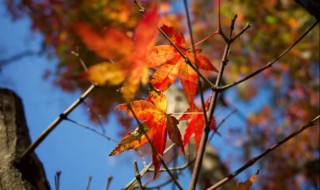 树叶的英文怎么说 树叶的英文怎么说怎么写