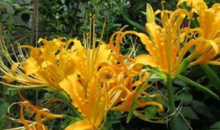 彼岸花的种子怎么买（彼岸花的种子怎么买到）