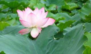 荷叶像什么 荷叶像什么把句子补充完整