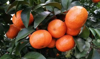沙糖桔储存方法 沙糖桔怎么保存