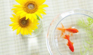 简单生活的句子有哪些 简单生活的句子有哪些英语