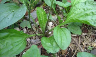 车前草的花语 车前草的花语和寓意