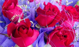 象征爱情的花有哪些（象征爱情的花有哪些图片）