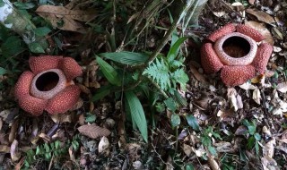 大王花的花语 大王花的花语和寓意