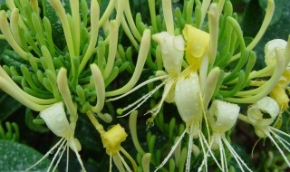 金银花的花语是什么 金银花的花语意思是什么