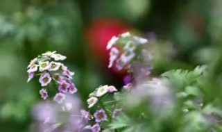 香雪球花语是什么 香雪球花图片花语