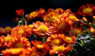 荷兰菊花语 红色荷兰菊花语