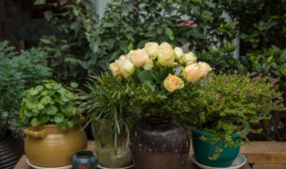 金雀花的花语 金雀花的花语和寓意