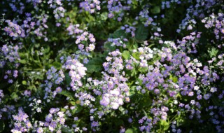 报春花的花语（报春花的花语象征与寓意）