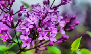 紫丁香的花语 紫丁香的花语和寓意