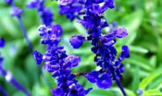 鼠尾草的花语（鼠尾草的花语味道）