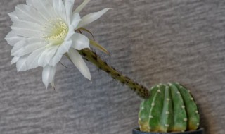 仙人球开花白色寓意是什么 仙人球开花白色寓意是什么意思