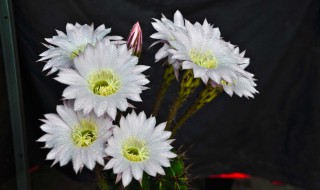 刺球开花有什么寓意（刺球开的花叫什么）