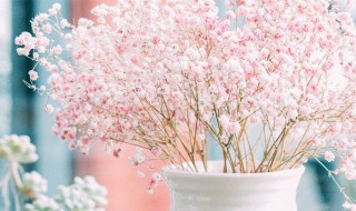 满天星的花语大全 满天星的花语大全 寓意