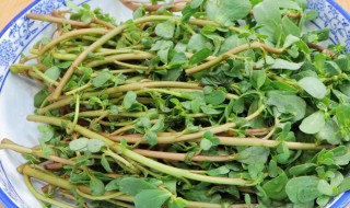 马齿笕的做法教程 马齿苋的做法和吃法