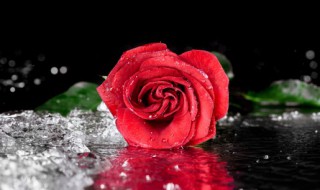 玫瑰花生虫子怎么办（玫瑰花生虫子怎么办呢）