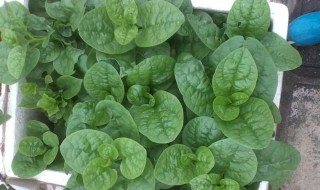 木耳菜种子怎么采收（木耳菜种子采收时要去果肉吗）