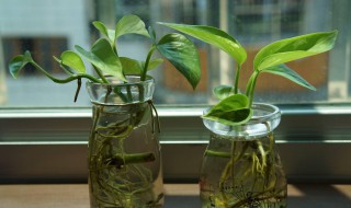 绿萝怎么移植水培（绿萝移植水培的方法）