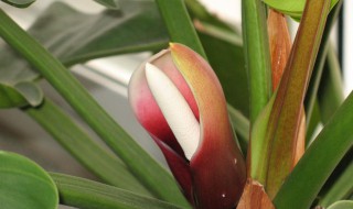 滴水观音开花有什么兆头 滴水观音开花有什么兆头嘛