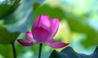 莲花的花语是什么 红色莲花的花语是什么