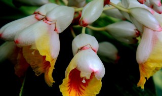 豆蔻花的花语 豆蔻花的花语和寓意