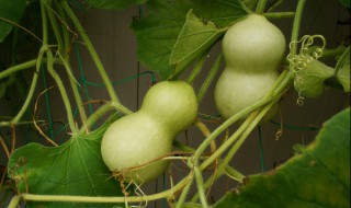 小葫芦怎么盘出包浆（小葫芦怎么盘出包浆图片）