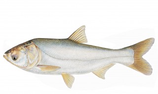 白鲢鱼的做法大全 清蒸白鲢鱼的做法大全