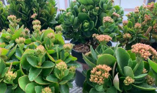 长寿花爆盆最简单方法（长寿花怎样养才能爆盆）