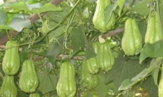 佛手的做法 麻酱佛手的做法