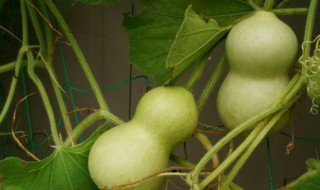 小葫芦怎么去皮（文玩小葫芦怎么去皮）