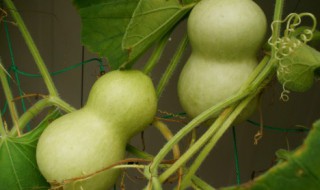 葫芦怎么去皮最干净（文玩葫芦怎么去皮最干净）