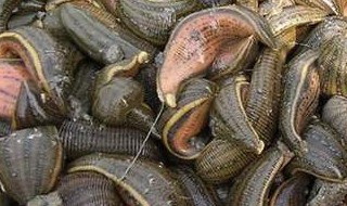 水蛭是什么 水蛭是什么虫子