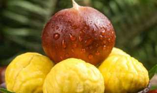 板栗和栗子的区别是什么（板栗和栗子的区别是什么东西）