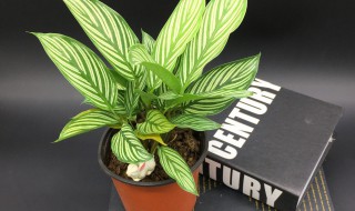 银皇后和万年青的区别是什么（银皇后万年青植物图片）