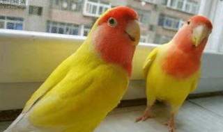 黄桃鹦鹉怎么分辨公母（黄桃鹦鹉怎么分辨公母视频）