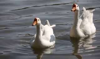 白天鹅寓意（白天鹅寓意是什么意思）