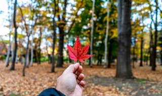 秋天有哪些动物（秋天有哪些动物的声音）