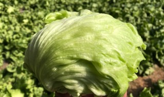 圆生菜不能和什么一起吃（圆生菜可以煮着吃吗）