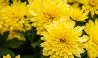 重阳节人们喜欢做什么 重阳节人们通常做什么